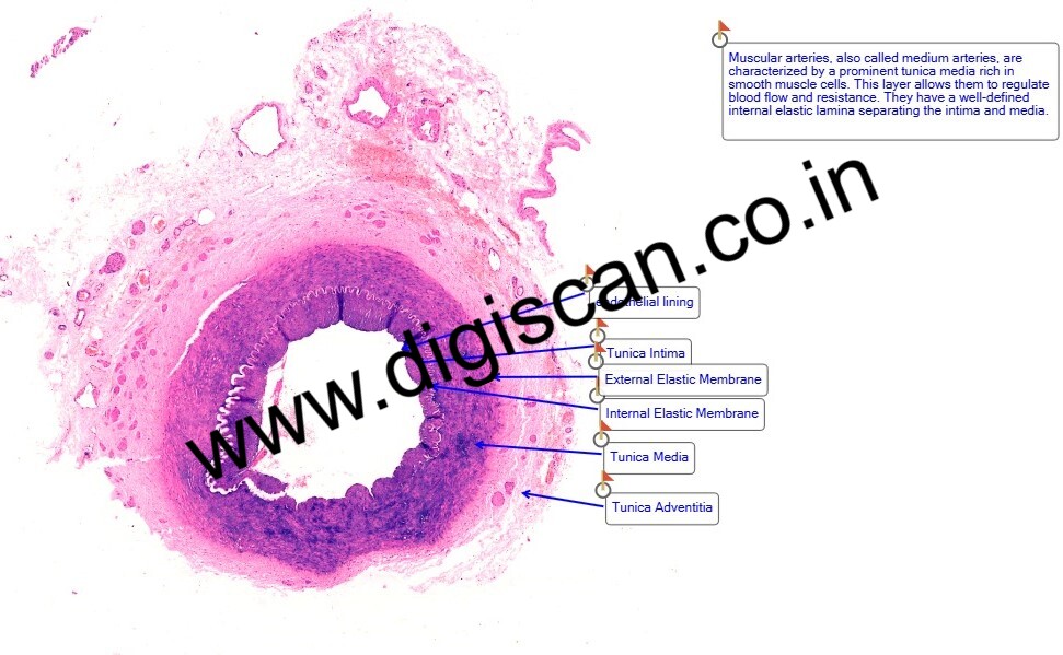 PG Histology Digital Slides Set (Annotated Histology Slides for Pathology)